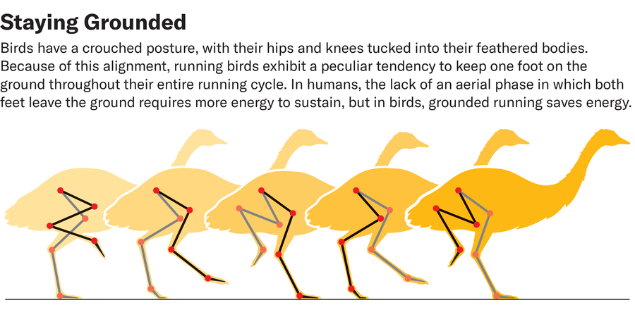 Graphic shows five frames of an emu figure doing “grounded running” and highlights how the hips and knees are tucked up into the bird’s body.