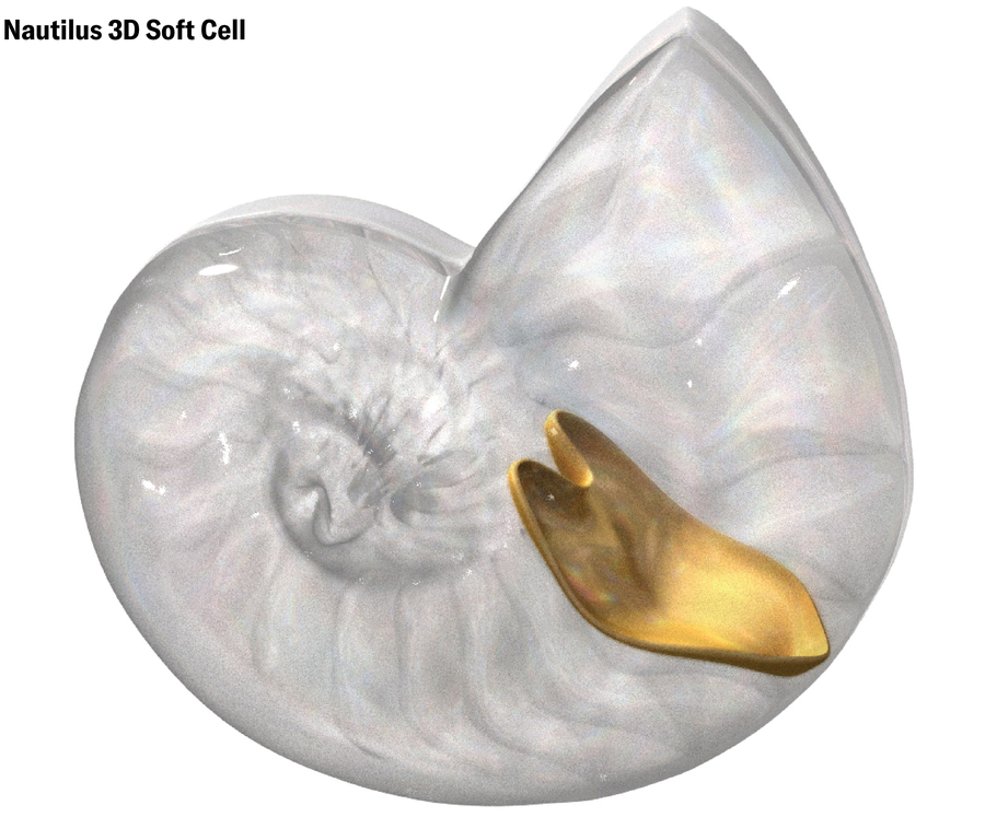 Schematic shows a 3D x-ray view of a nautilus shell, with one 3D soft cell in gold.